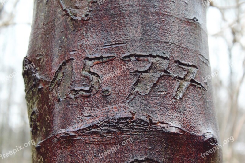 Tree Engraving Bark Log Nature