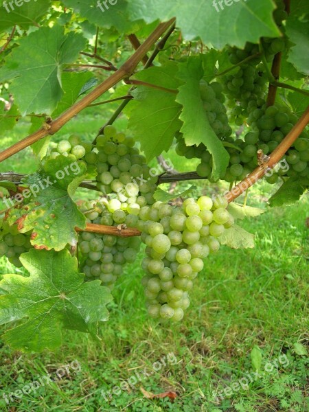 Wine Grapes Nature Winegrowing Vines