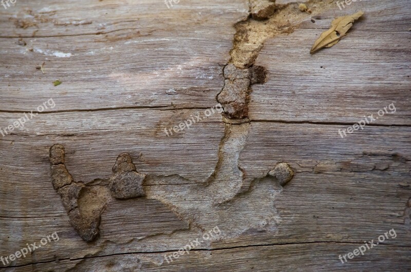 Wood Tree Trunk Timber Texture