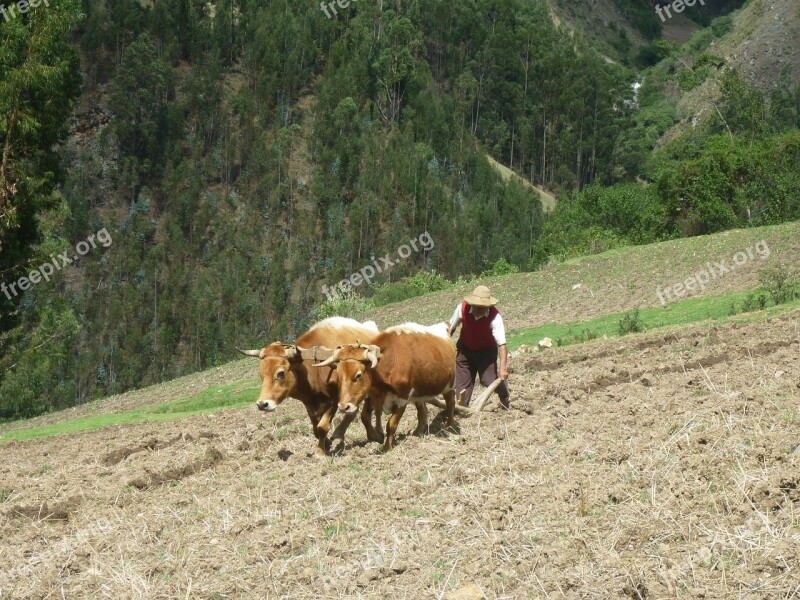 Cows Farm Livestock Field Mount