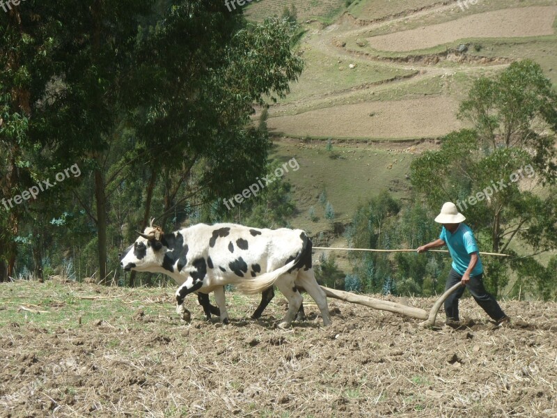 Cows Farm Livestock Field Mount