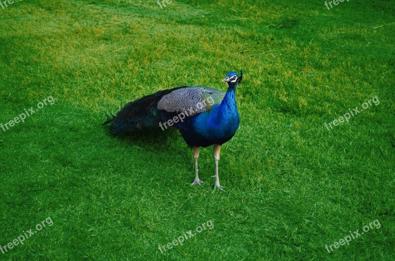 Peacock Peafowl Wildlife Safari Lahore