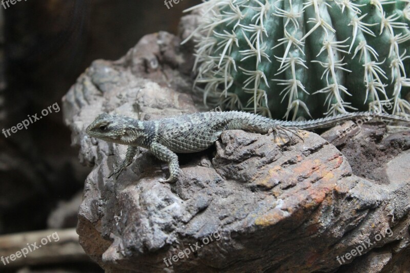 Lizard Cactus Nature Wildlife Tropical