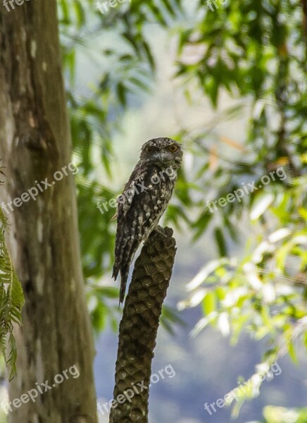 Marbled Frogmouth Podargus Ocellatus Bird Feathers Owl