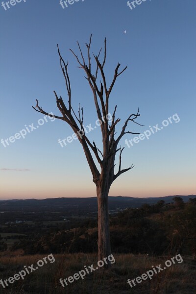 Sunset Gum Tree Skyline Nature Outback