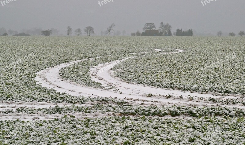 Field Winter Snowy Tracks In The Snow Field Of Rapeseeds