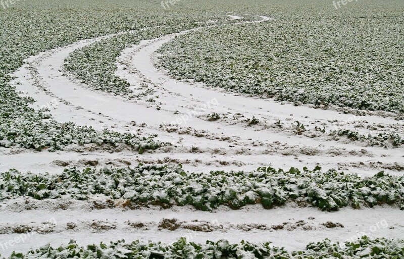 Field Winter Snowy Tracks In The Snow Field Of Rapeseeds