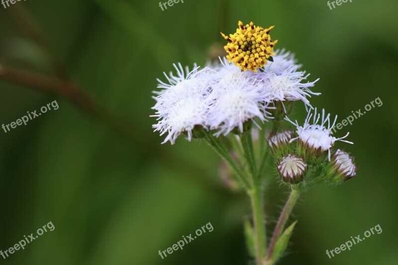 Beard Beautiful Black Bloom Blooming