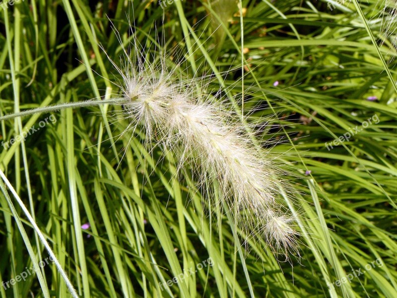 Nature Plant Flora Summer Grass