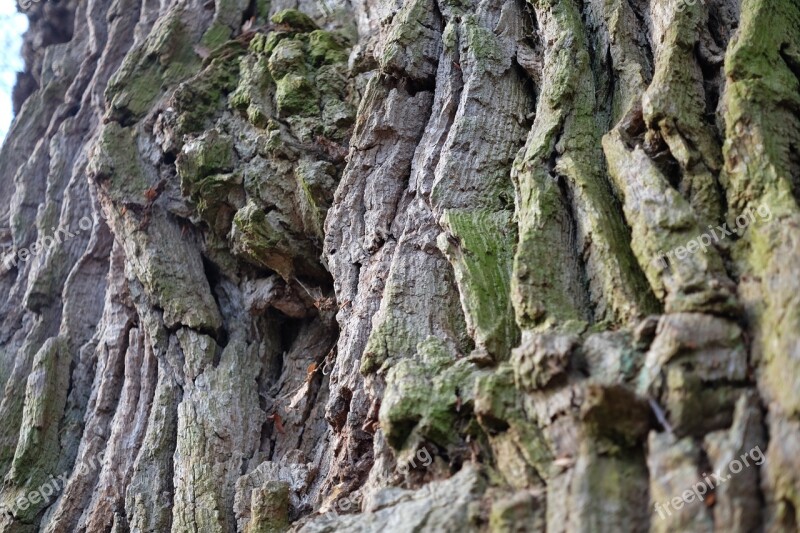 Tree Old Miracle Nature Forest