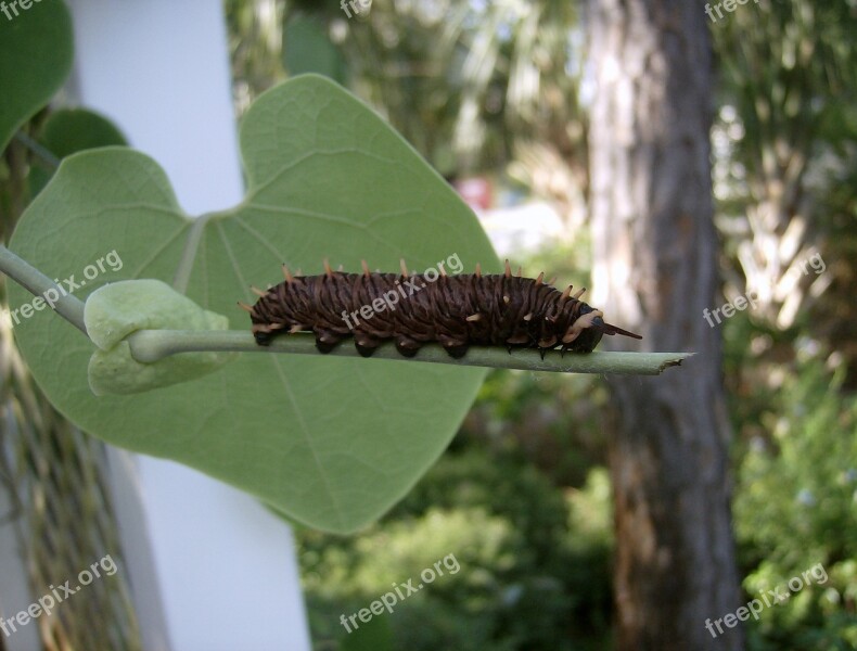 Caterpillar Wildlife Nature Larva Insect