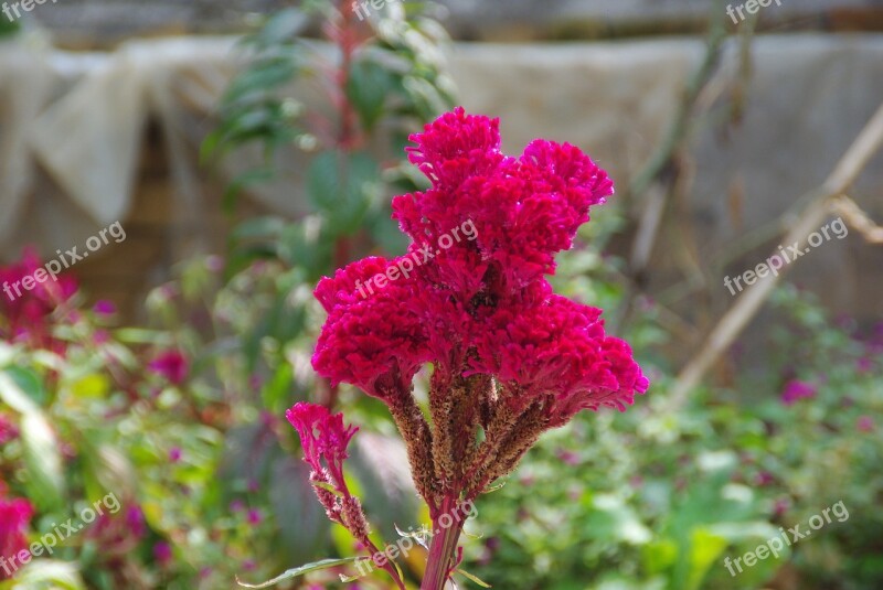 Celosia Cockscomb Red Flower Botany Free Photos