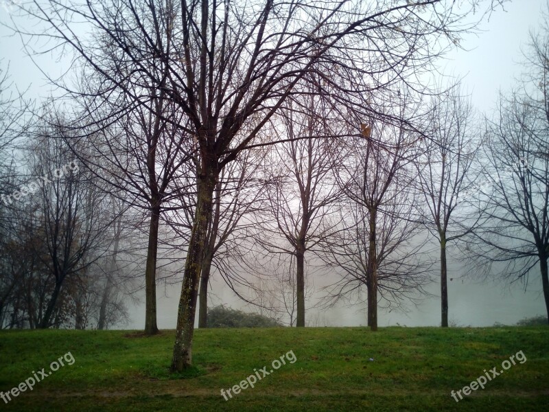 Fog Mist Moisture Nature Trees