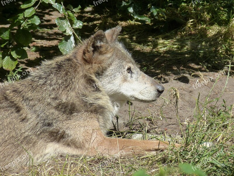 Wolf Zoo Animal World Mammal Animal