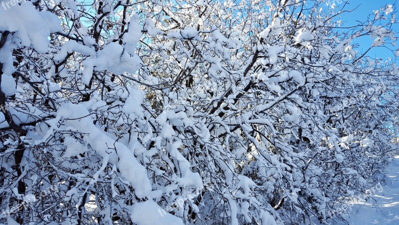 Snow Trees Winter Cold Nature