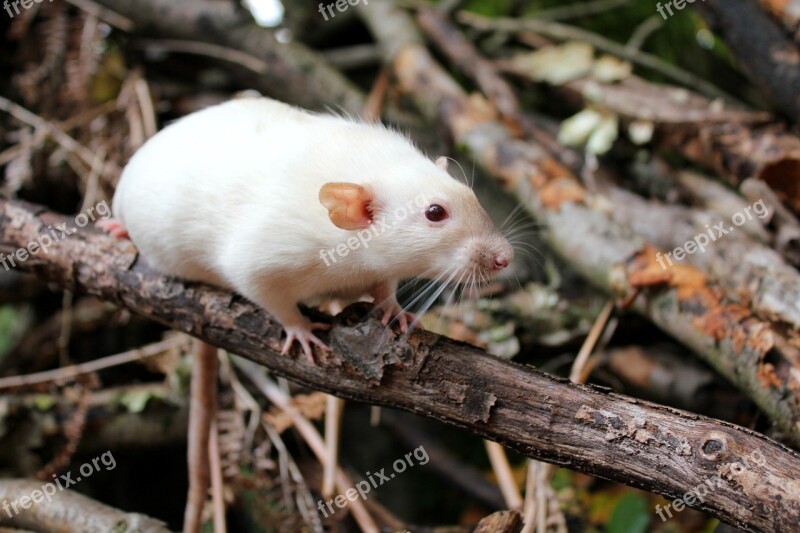 Rat Pet Cute Rodent Dumbo Rat