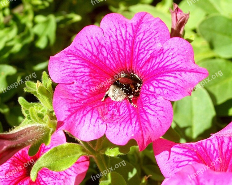 Bumblebee Flower Summer Insect Garden