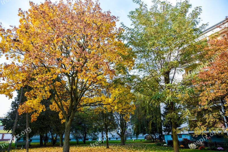 Tree Autumn Colored Foliage Landscape