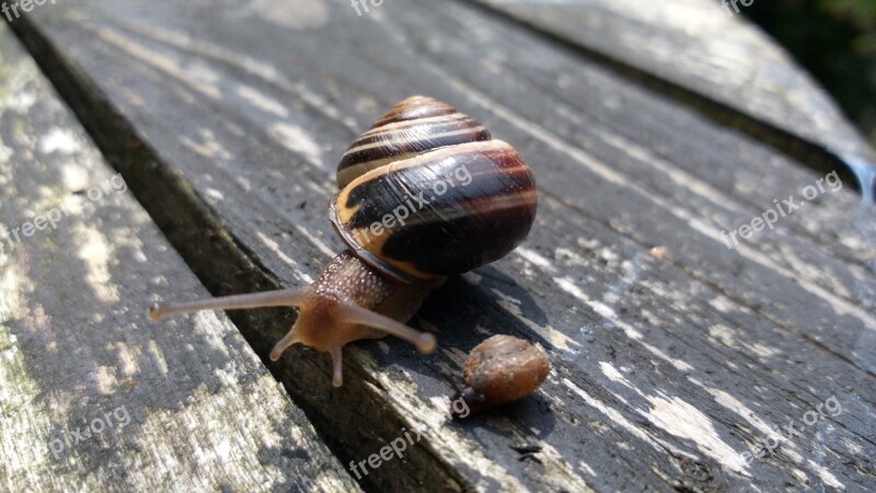 Snails Snail Old Wood Crawling