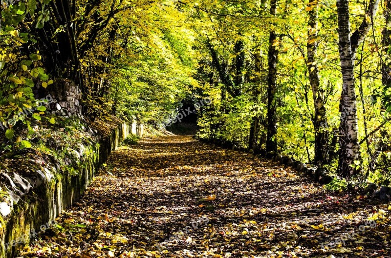 Autumn Forest Leaves Autumn Day Away