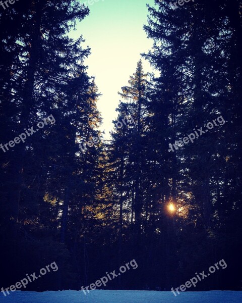 Mountain France Alps Snow Fir