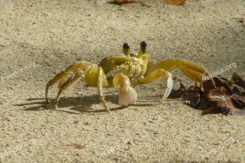 Crab Beach Sea Nature Public Record