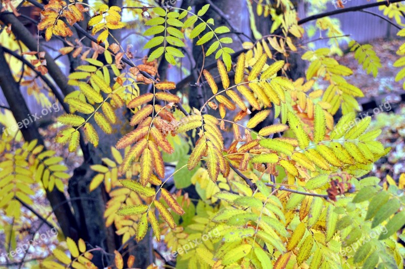 Rowan Autumn Autumn Leaves Plant September