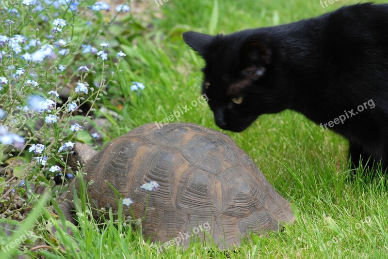 Cat Tortoise Animal Pet Feline