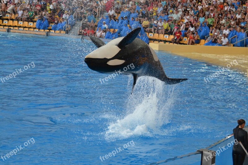 Orca Show Tenerife Water Park Jump