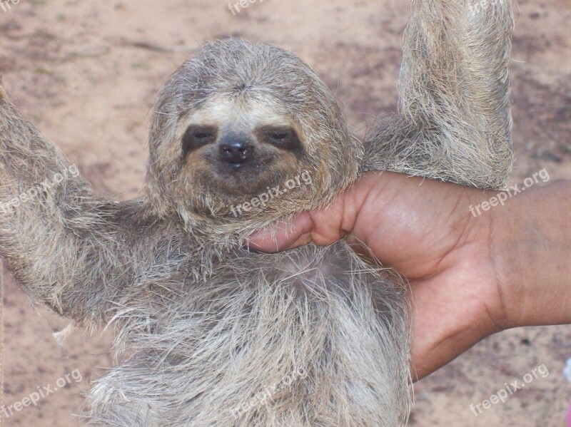 Sloth Baby Animal Lazy Brazil