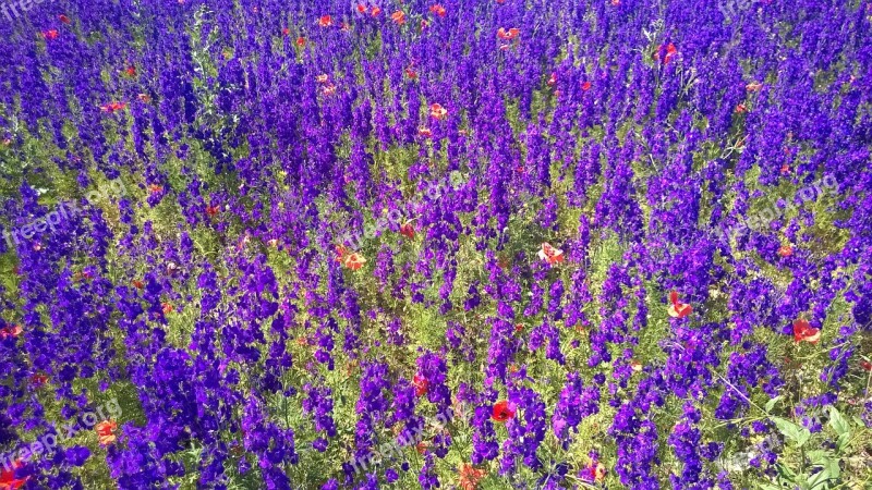 Sea Of Flowers Flower Meadow Violet Farbenpracht Free Photos