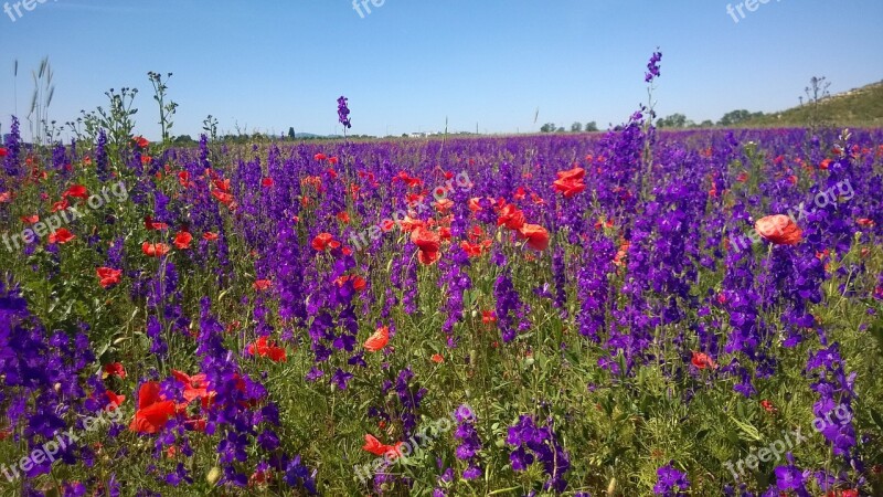 Field Of Flowers Violet Seestadt Aspern Purple Flowers