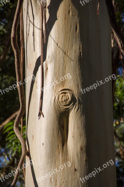 Gum Tree Trunk Peeling Smooth Silver