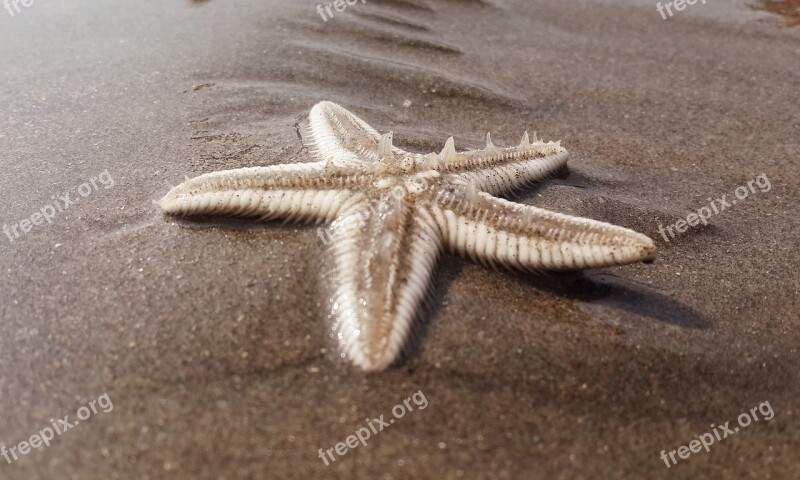 Starfish Beach Sand Coast Seashore