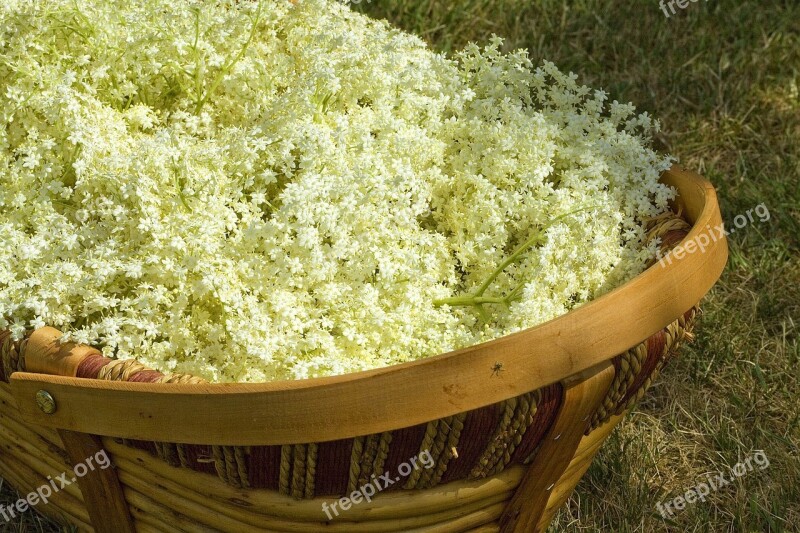 Elderflowers English Countryside Cordial Making Elderflower Cordial Country Crafts