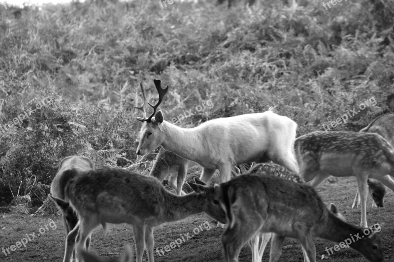 Deer Black And White Animal Black White