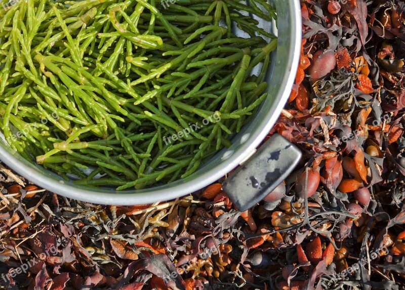 Samphire Foraging Nature Collecting Free Food Collecting