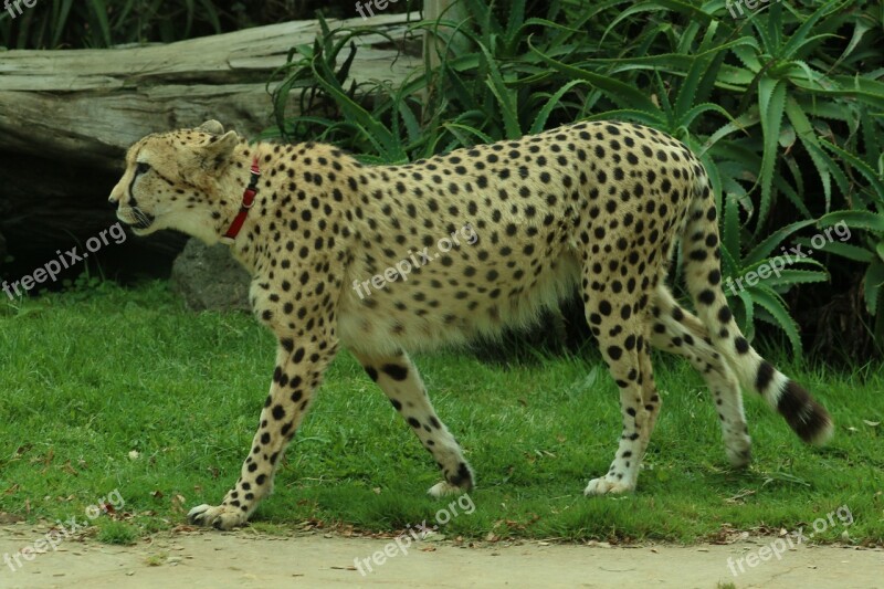 Cheetah Natural Cat Wildlife Big