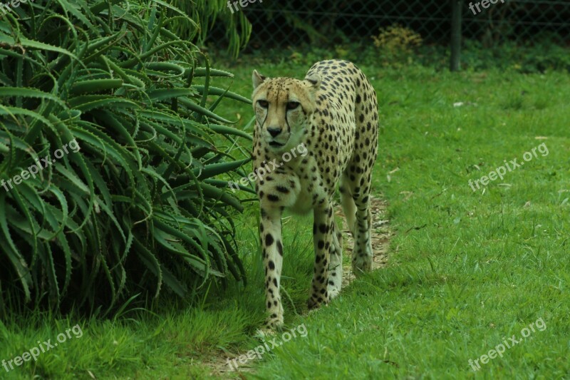 Cheetah Green Grass Wildlife Animal