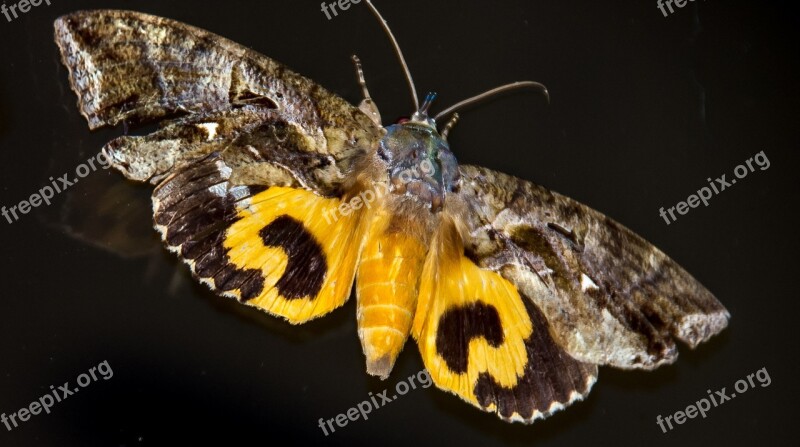 Moth Fruit-sucking Moth Large Insect Brown