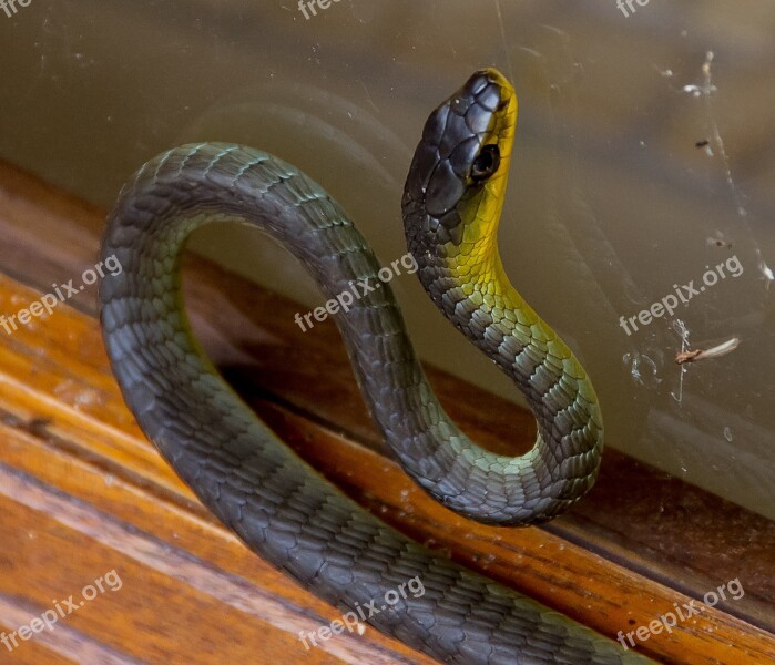 Green Tree Snake Snake Coiled Window Black