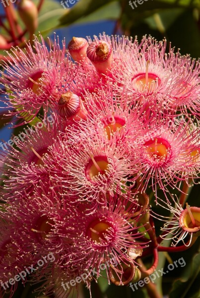 Eucalyptus Flowers Flowers Buds Blossom Australian