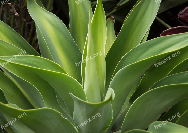 Succulent Green Spikes Pattern Foliage