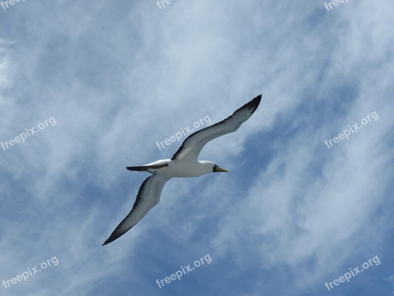 Booby Seagull Abrolhos Free Photos