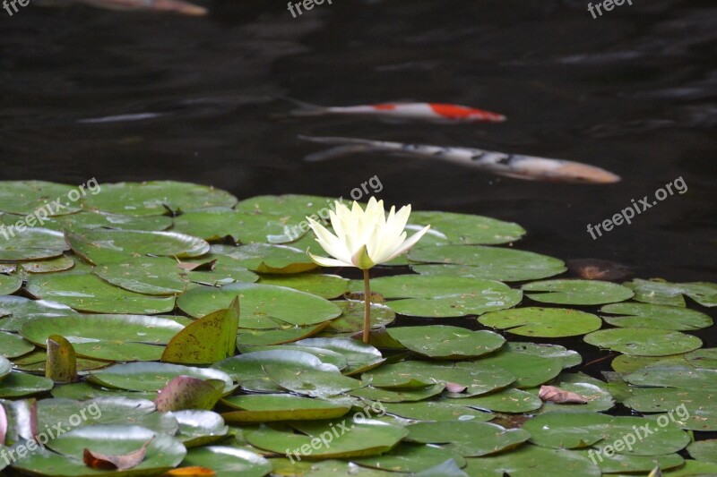 Water Lily Pond Aquatic Plant Nuphar Lutea Pond Plant