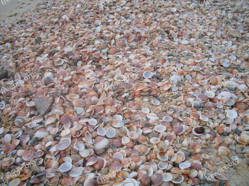 Shells Texture Brown Beige Background