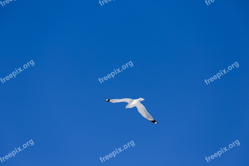 Flying Sea Gull Nature Gull Seagull