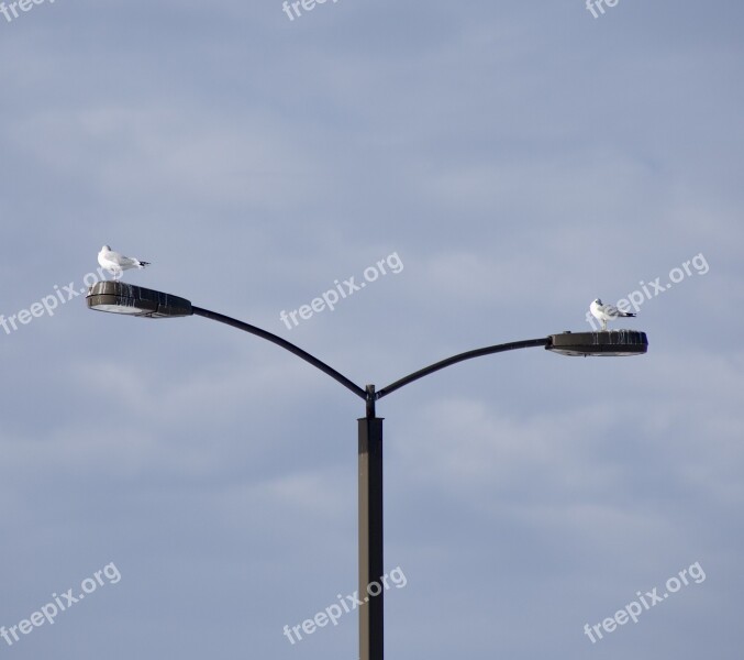 Landing Seagull Pole Resting Spot Home