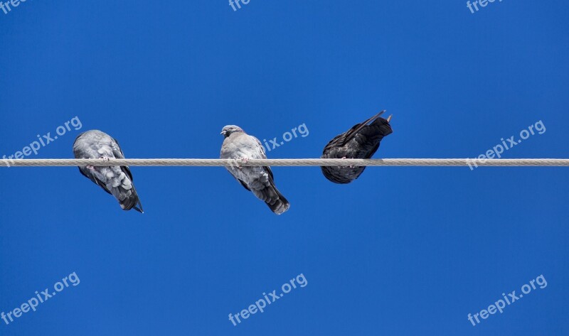 Birds Pole Sky Nature Animal