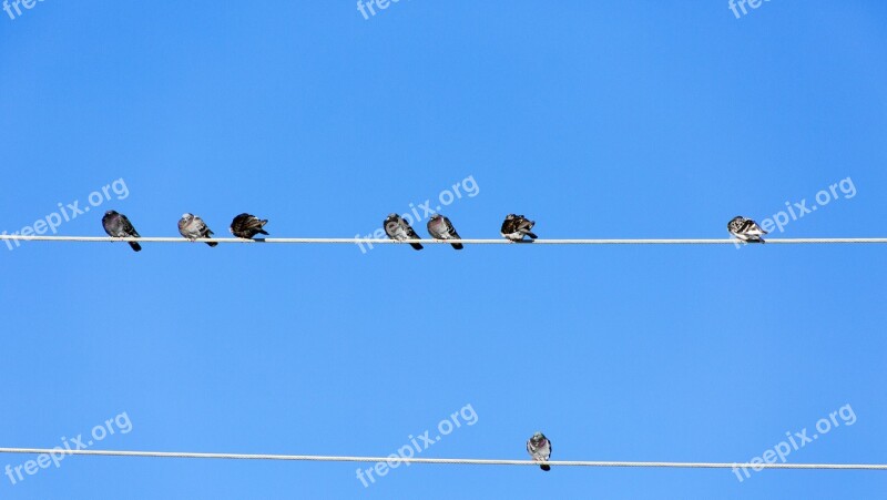 Birds Pole Sky Nature Animal